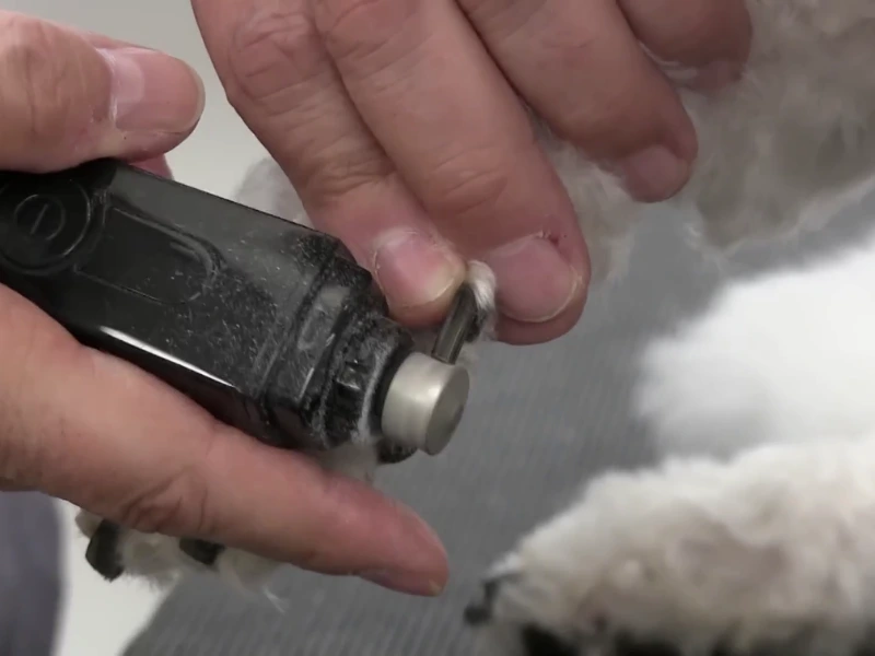 Electric nail grinder in use on small dog paw