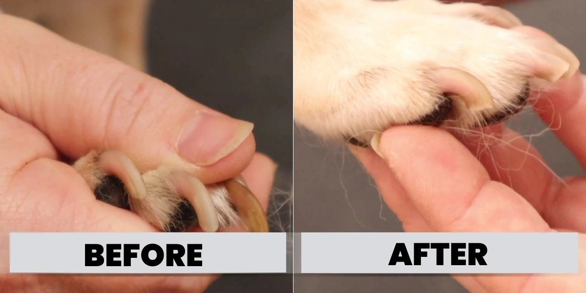Before/after comparison photos showing overgrown nails vs. properly trimmed nails on a small dog paw