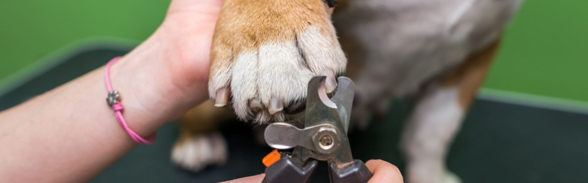 Small dog Chihuahua having nails trimmed safely by owner in calm home environment